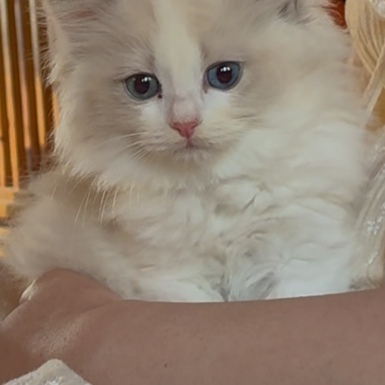 Blue bicolor female available now